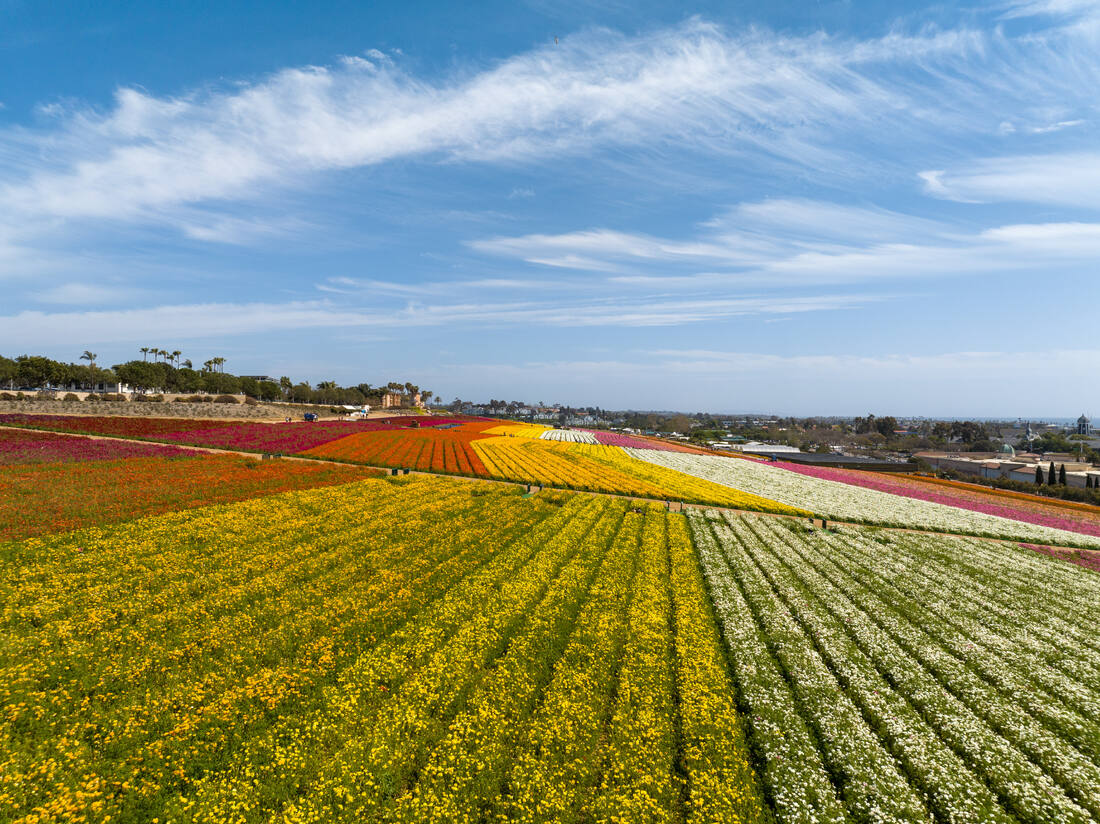 Sunny day at The Flower Fields in Carlsbad San Diego. Carlsbad Flower Fields.