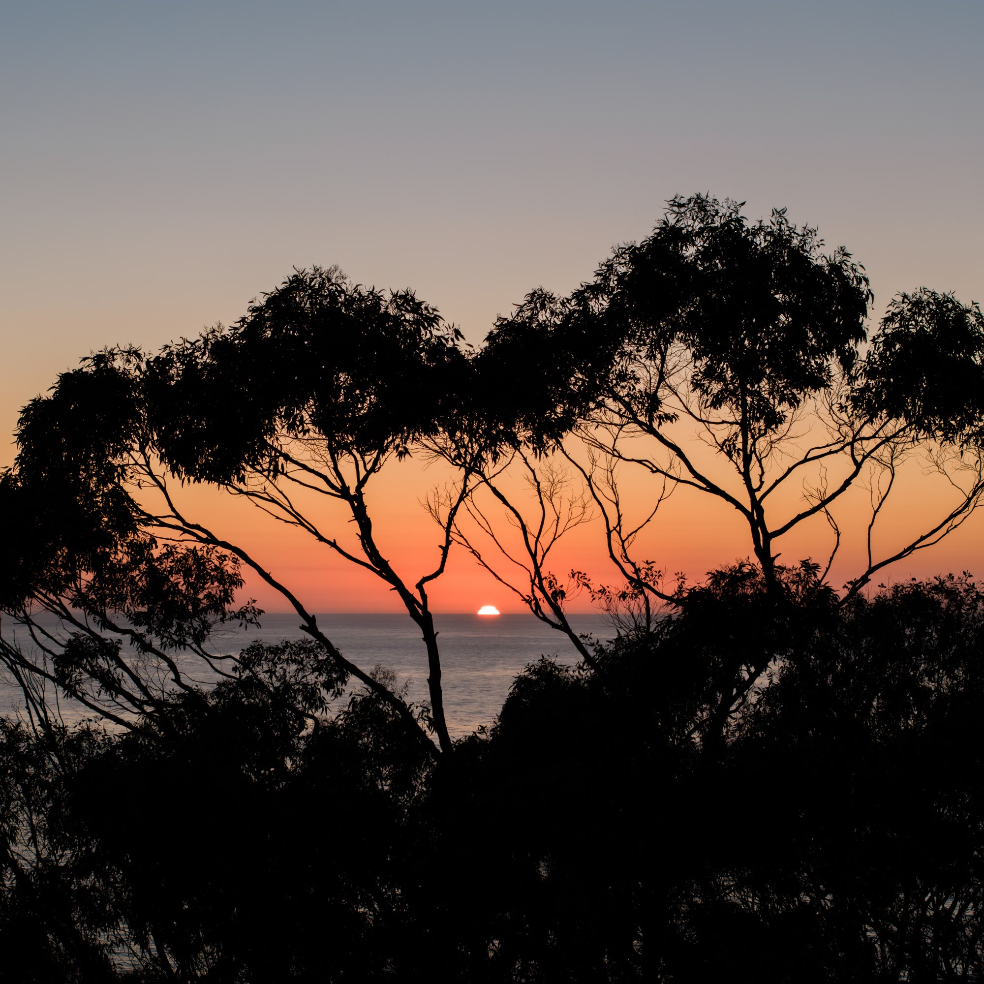 Aerial shot of the Sunset through Trees overlooking La Jolla