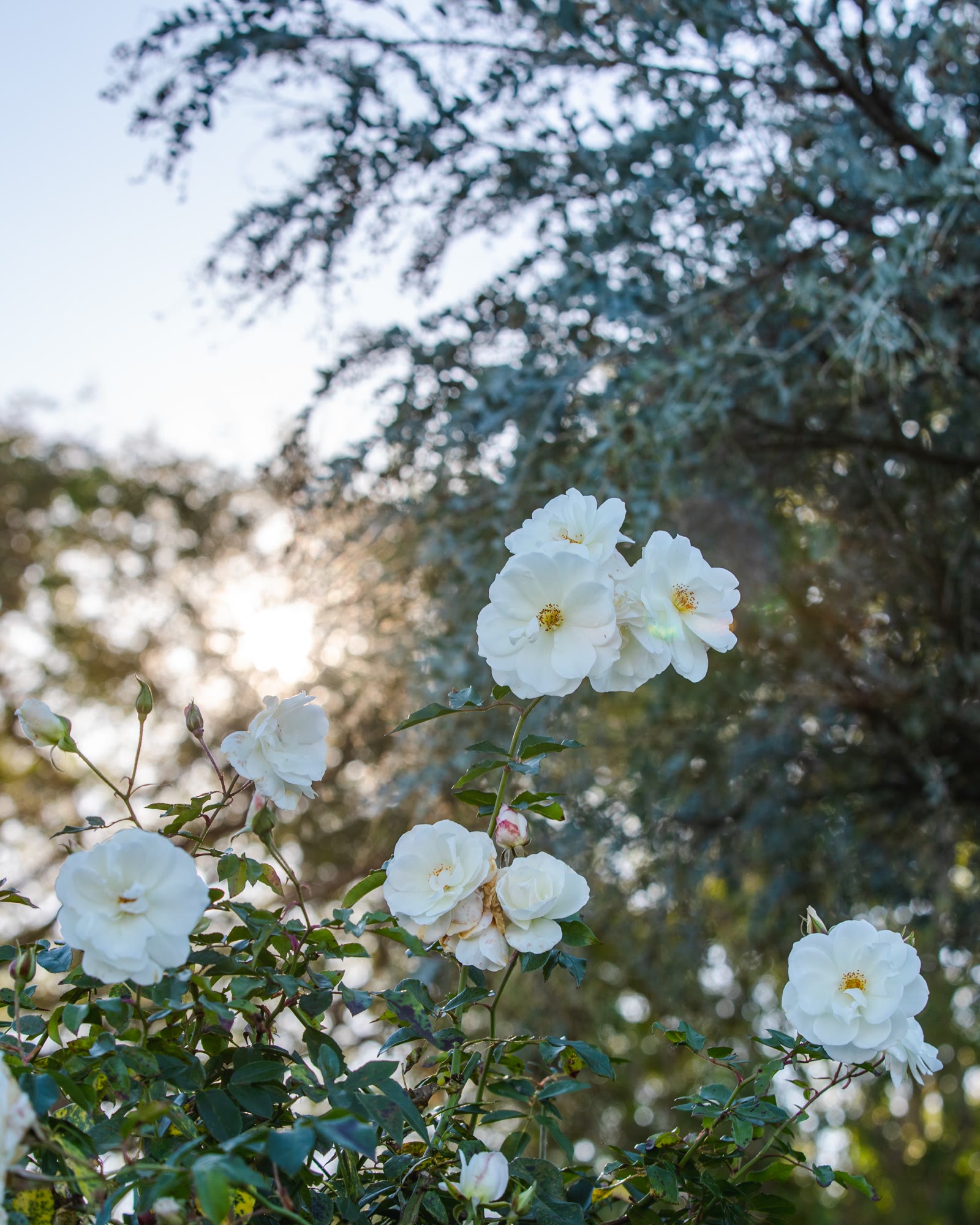 White roses on the grounds of The Inn at Rancho Santa Fe