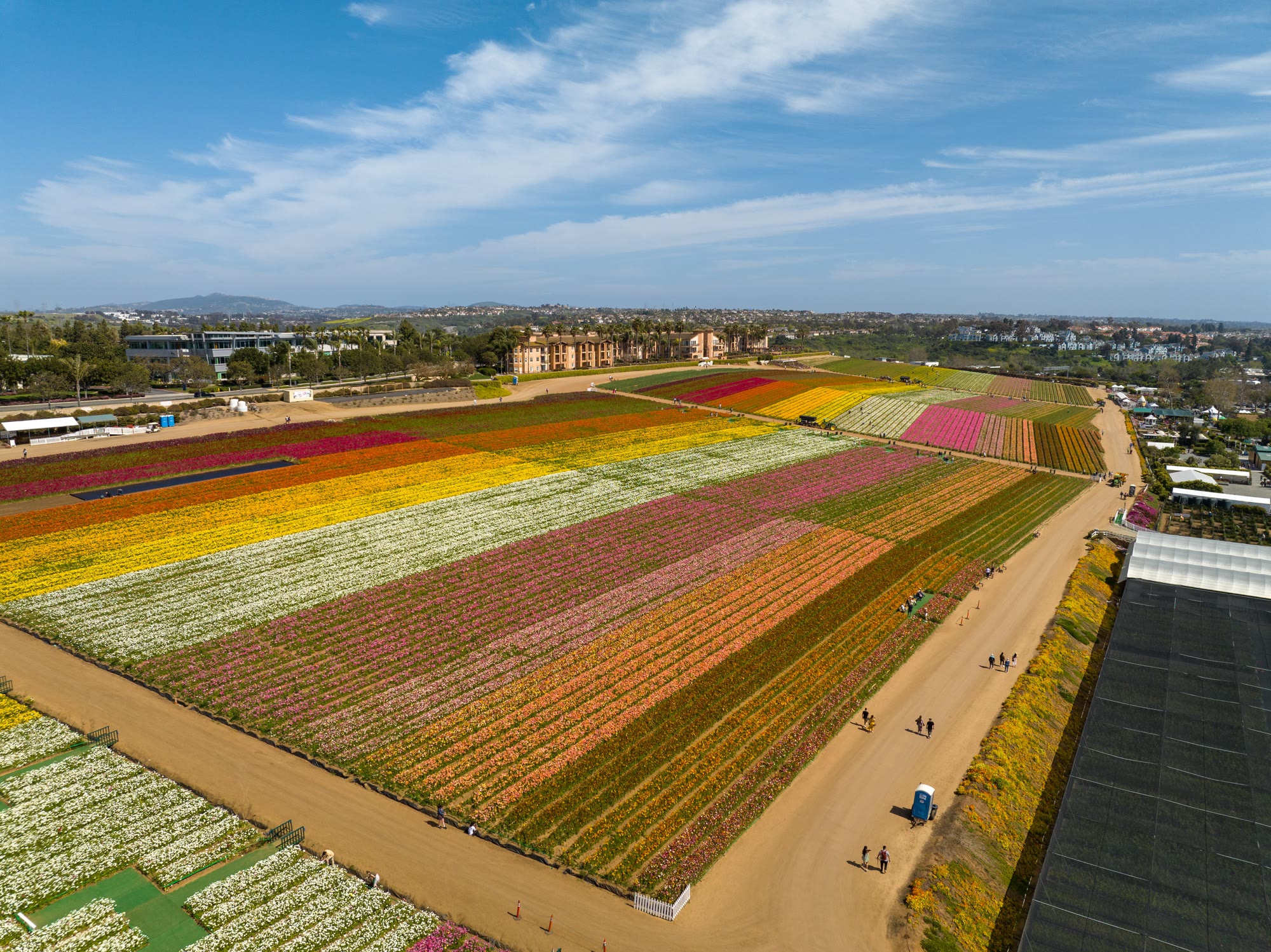 Sunny day at The Flower Fields in Carlsbad San Diego.
