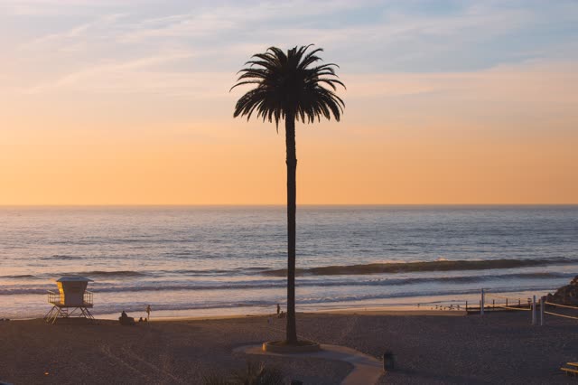 The beach, the surf and palm trees at Moonlight Beach, with people walking.