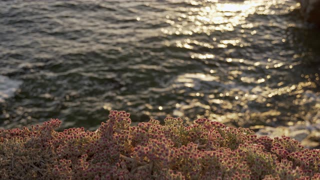 Sunset Cliffs Ocean Beach Point Loma San Diego | Photo – 9