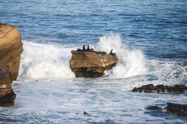 Elevated view of the cliffs, the surf and wildlife at La Jolla Cove.