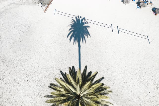 Aerial view of the beach and palm trees at Moonlight Beach.