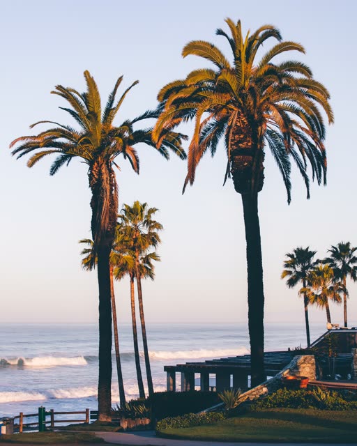 Elevated view of the beach, the surf and palm trees in Del Mar.