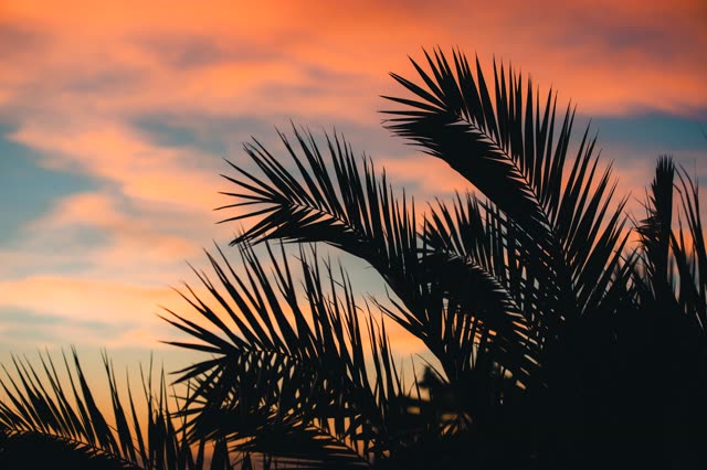 A residential street, palm trees and open country in Del Mar.