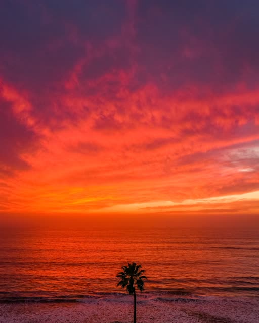 Low aerial view of the beach, palm trees and the ocean in Solana Beach.