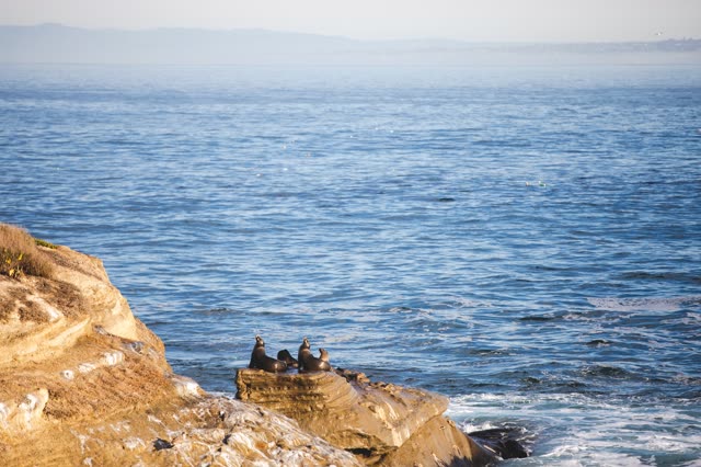 Elevated view of the cliffs, wildlife and the ocean at La Jolla Cove.