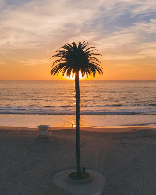 Low aerial view of the beach, palm trees and the ocean at Moonlight Beach.