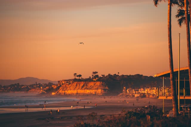 The beach, wildlife and palm trees in Del Mar, with people walking.