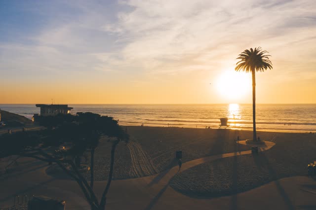 Low aerial view of the beach, palm trees and the ocean at Moonlight Beach, with people walking.