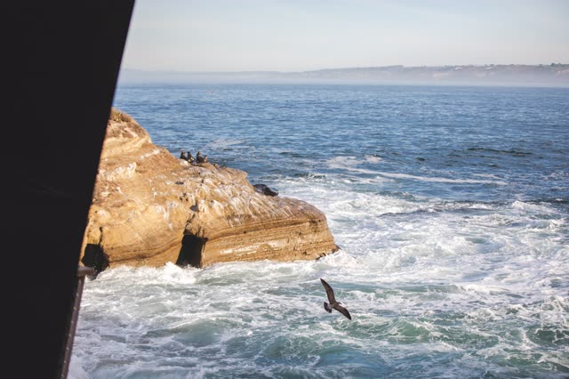 Elevated view of the cliffs, the surf and wildlife at La Jolla Cove.