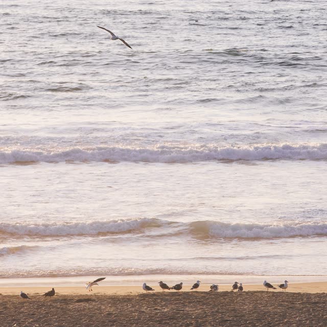 The beach, the surf and wildlife at Moonlight Beach.
