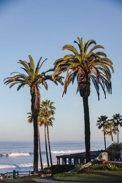 Elevated view of the beach, the surf and palm trees in Del Mar.
