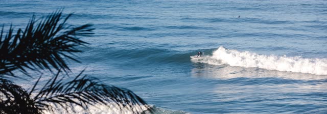 Elevated view of the beach, the surf and palm trees in Del Mar, with surfers out.