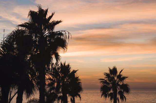 The beach, palm trees and the ocean in Encinitas.