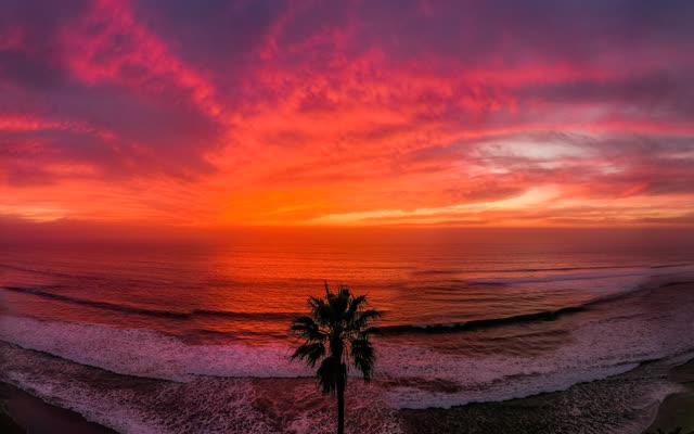 Low aerial view of the beach, the surf and palm trees in Solana Beach.