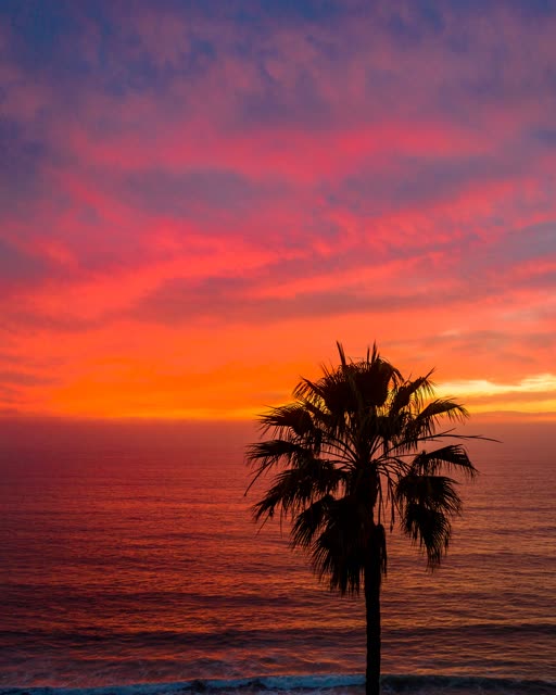 The beach, palm trees and the ocean in Solana Beach.