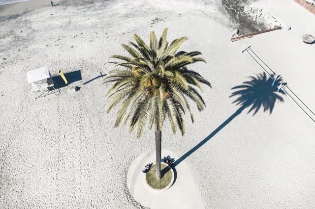 Aerial view of the beach, palm trees and open country at Moonlight Beach.