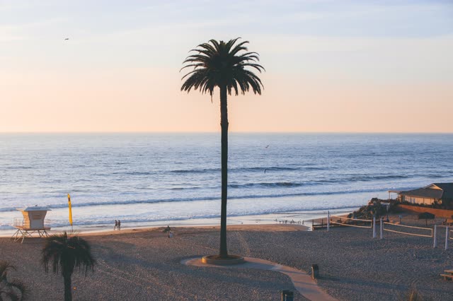 Elevated view of the beach, the surf and palm trees at Moonlight Beach, with people walking.