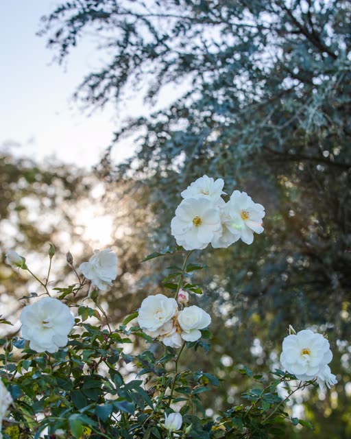 White roses on the grounds of The Inn at Rancho Santa Fe